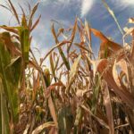 JPMorgan just flagged a slow-building food crisis
