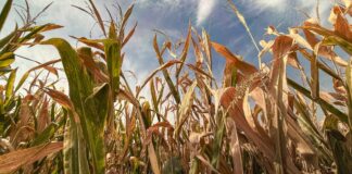 JPMorgan just flagged a slow-building food crisis